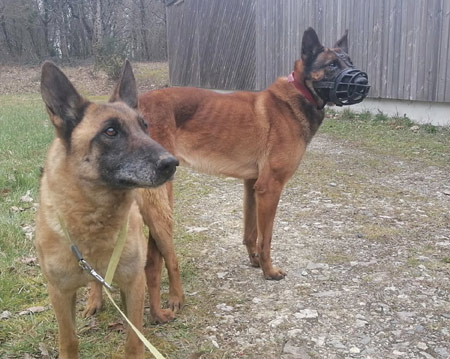 saillie des malinois Mighty & Nitro en 2023