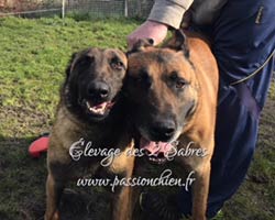 saillie malinois Mystic & Hyrock