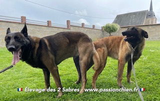 saillie des malinois Mystic & Maiko 2021