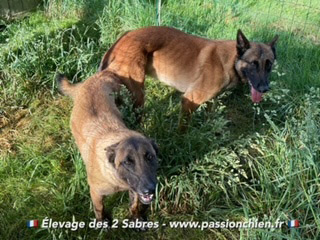 saillie malinois de Mystic & Nitro en 2022