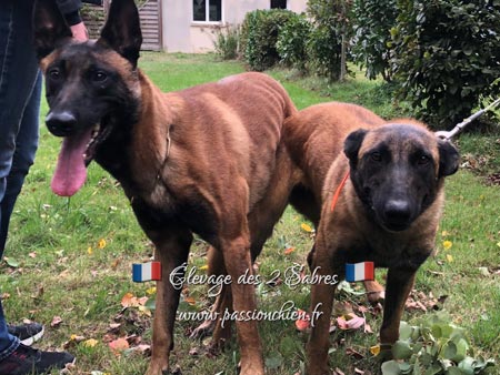 saillie des malinois Urumi & Mystic 2020