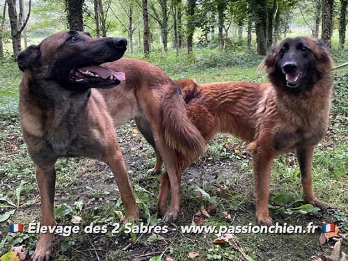 saillie malinois Uppercut & Modi 2021