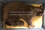 chatons chartreux