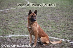 Les malinois Viper, Vito, S'Lon et Bullitt  Achiet